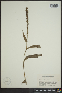 Platanthera flava image