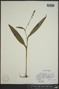 Platanthera flava image