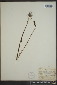 Platanthera integra image