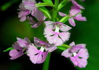 Platanthera grandiflora image