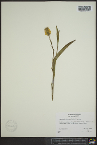 Platanthera integra image