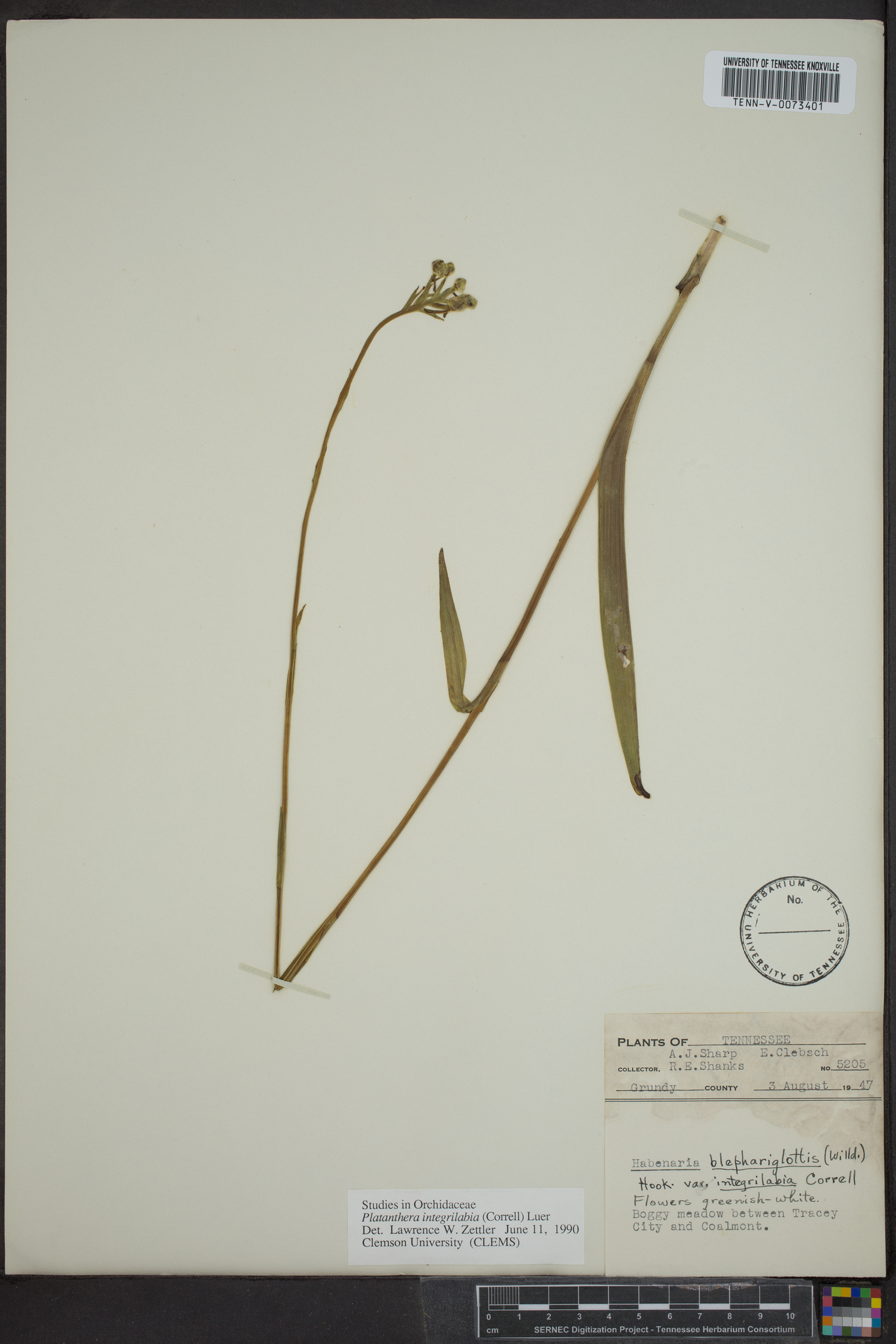 Platanthera integrilabia image