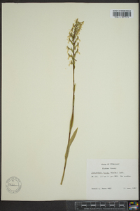 Platanthera lacera image