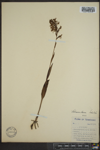 Platanthera lacera image