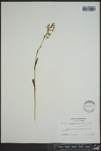 Platanthera lacera image