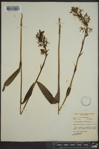 Platanthera lacera image