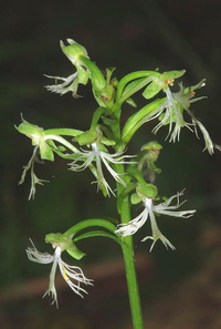 Platanthera lacera image