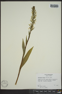 Platanthera lacera image