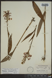 Platanthera peramoena image