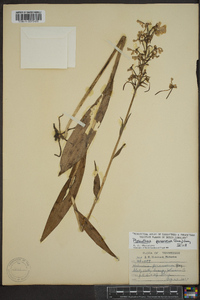 Platanthera peramoena image