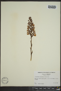 Platanthera peramoena image