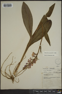 Platanthera psycodes image