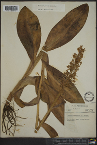 Platanthera psycodes image