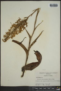 Platanthera blephariglottis image