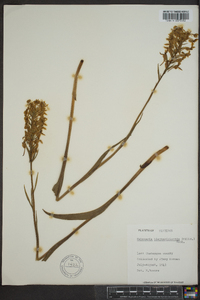 Platanthera blephariglottis image