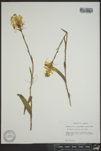 Platanthera ciliaris image