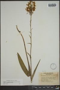 Platanthera ciliaris image