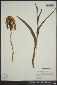 Platanthera ciliaris image