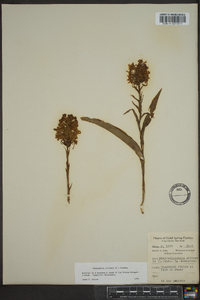 Platanthera ciliaris image