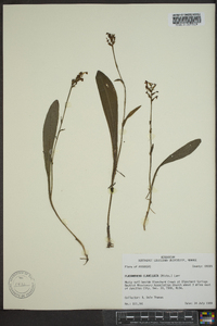 Platanthera clavellata image