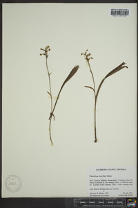 Platanthera clavellata image