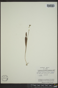 Platanthera clavellata image