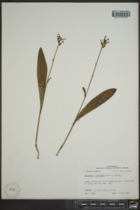 Platanthera clavellata image