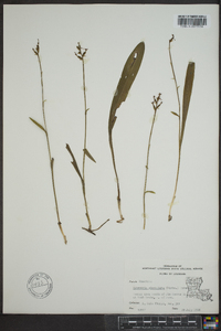 Platanthera clavellata image