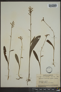 Platanthera clavellata image