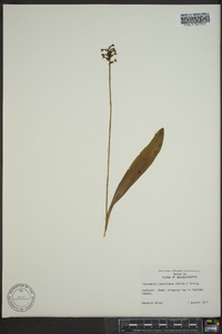 Platanthera clavellata image