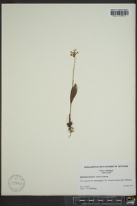 Platanthera clavellata image