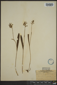 Platanthera clavellata image