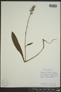 Platanthera clavellata image