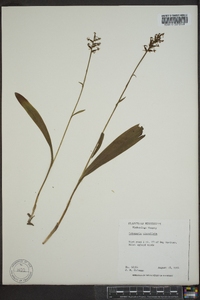 Platanthera clavellata image