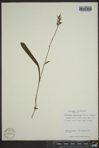 Platanthera clavellata image