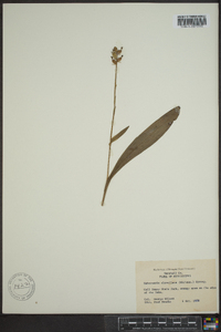 Platanthera clavellata image