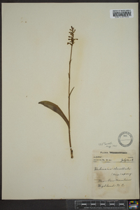 Platanthera clavellata image