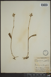 Platanthera clavellata image