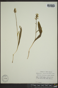 Platanthera clavellata image