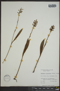 Platanthera clavellata image