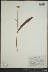 Platanthera clavellata image