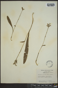 Platanthera clavellata image