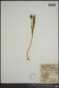 Platanthera clavellata image