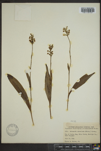 Platanthera clavellata image