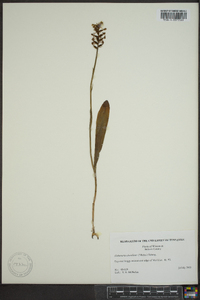 Platanthera clavellata image