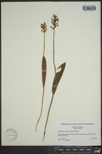 Platanthera clavellata image