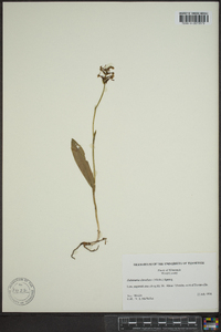 Platanthera clavellata image