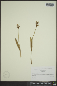 Platanthera clavellata image