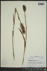 Platanthera clavellata image