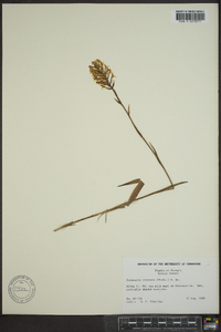 Platanthera clavellata image